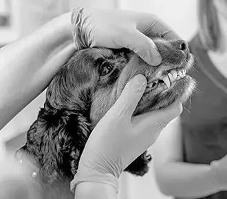 Tierärztin untersucht einen Hund in der Praxis