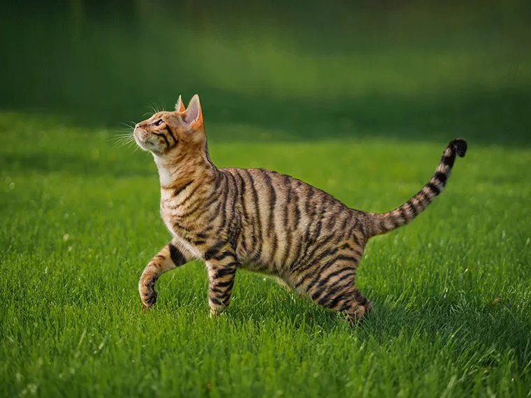 Toyger Katze im Gras