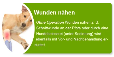 Uelzener Hunde-OP Versicherung übernimmt Kosten für Wundnähte