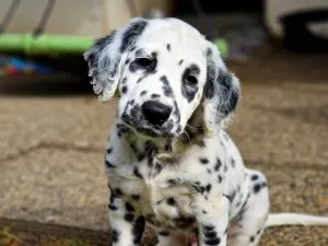 Verschiedene Fellfarben bei Dalmatinern, auch in Langhaar