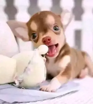 Verspielte Chihuahua Welpen gewöhnt an Katzen und Alltagsgeräusche