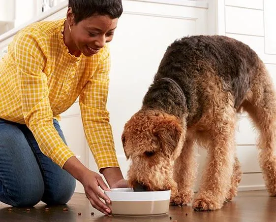 Versprechen natürlicher Inhaltsstoffe für Hundefutter
