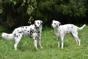 Weiches, seidiges Fell eines langhaarigen Dalmatiners