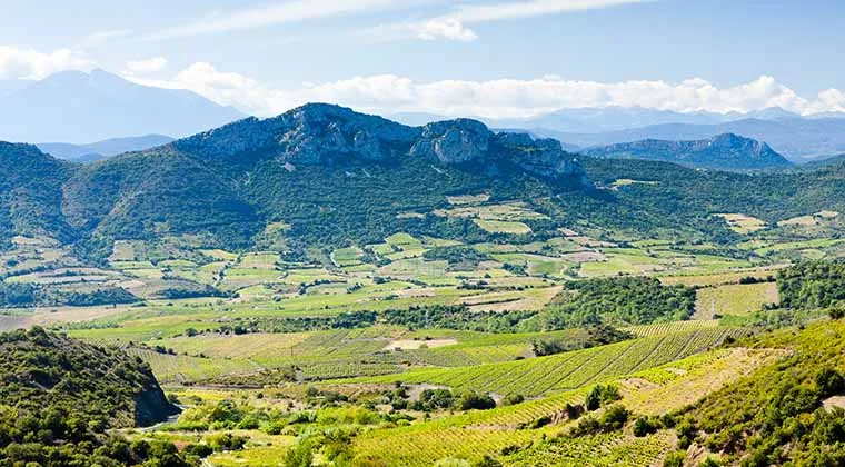 Weinberge in Languedoc-Roussillon, Frankreich