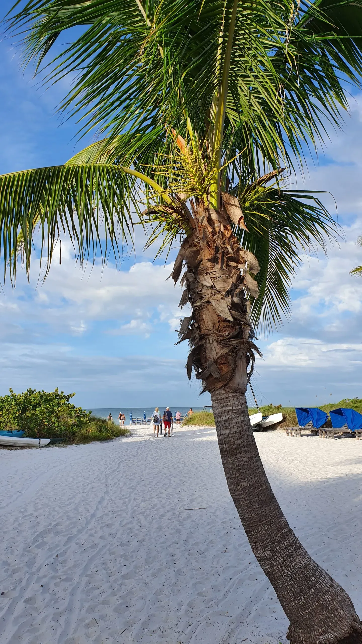 Weißer Sandstrand und Palmen auf Siesta Key