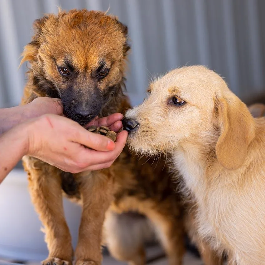 Welpen werden aus der Hand gefüttert, ein Symbol der Hoffnung
