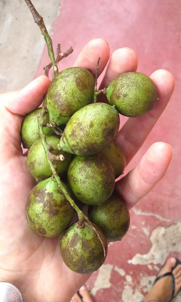 Zwei Momones-Früchte, eine davon angeschnitten, um das Fruchtfleisch und die Samen zu zeigen